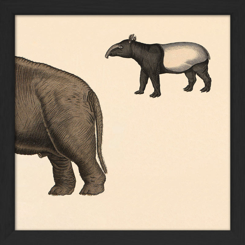 Elephant Rear and Tapir. Mini Print