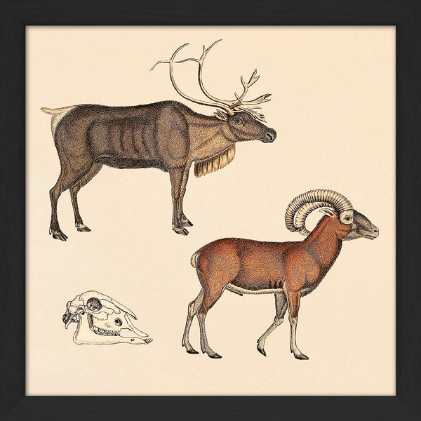 Reindeer and Mountain Ram. Mini Print