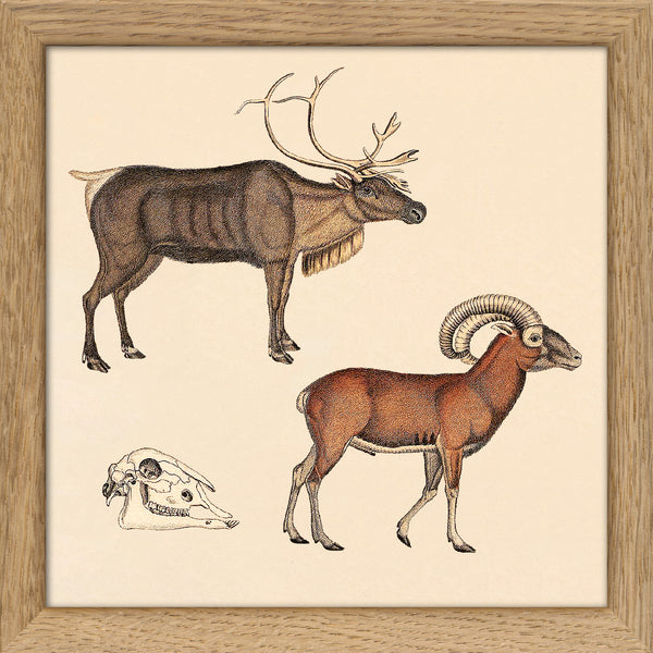 Reindeer and Mountain Ram. Mini Print