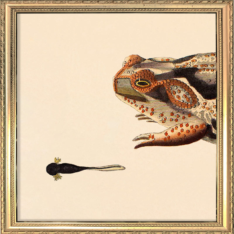 Orange Dotted Frog And Tail Toad. Mini Print