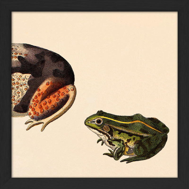 Orange Dotted Frog Rear And Small Green Frog. Mini Print