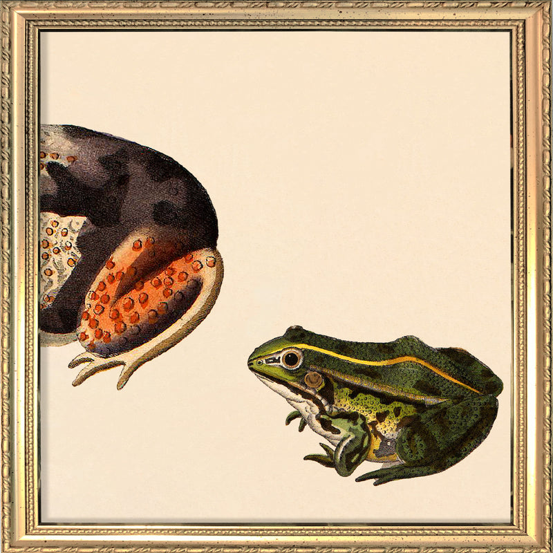 Orange Dotted Frog Rear And Small Green Frog. Mini Print