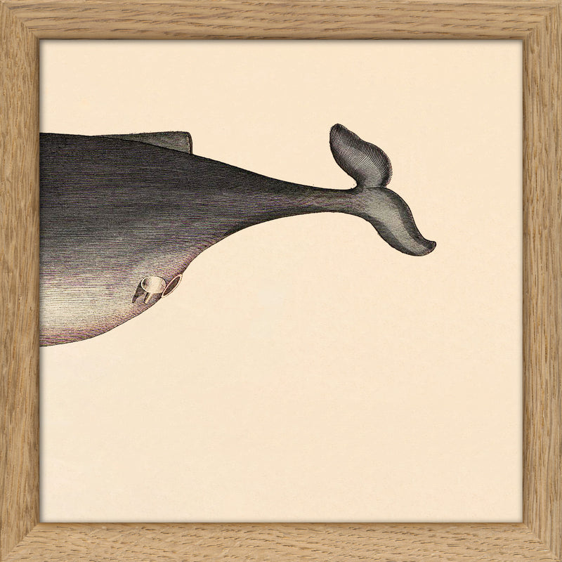 Whale Rear. Mini Print