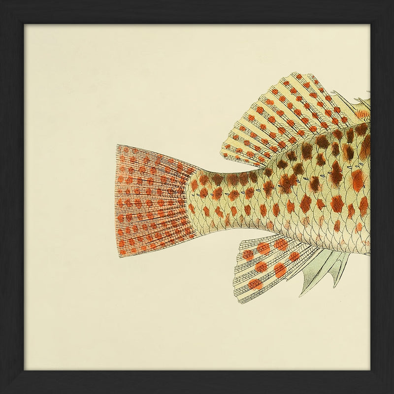 Hawkfish (Cirrhites Maculatus) Tail. Mini Print