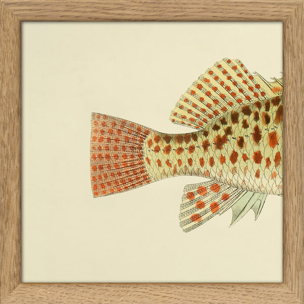 Hawkfish (Cirrhites Maculatus) Tail. Mini Print