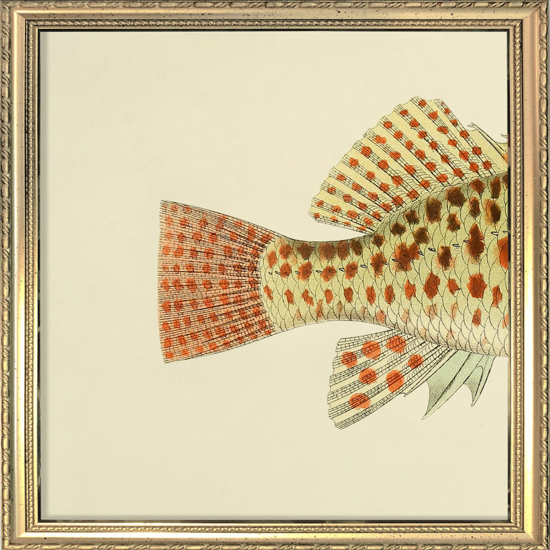 Hawkfish (Cirrhites Maculatus) Tail. Mini Print