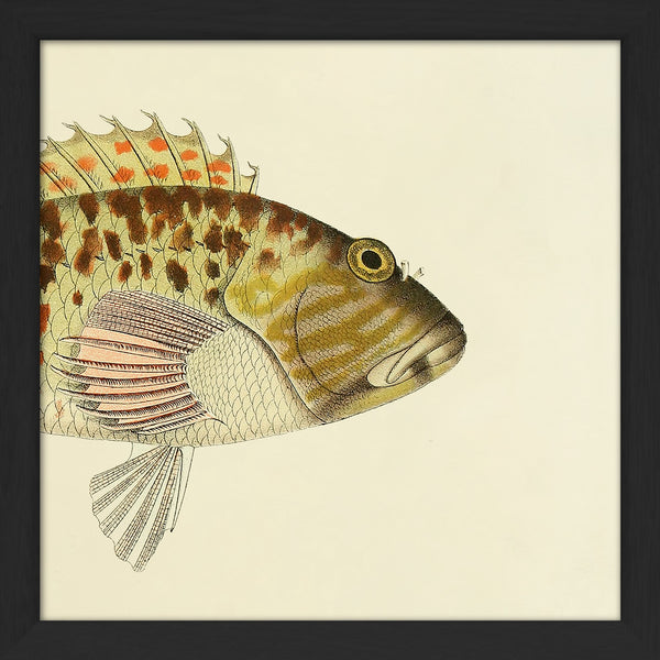 Hawkfish (Cirrhites Maculatus) Head. Mini Print