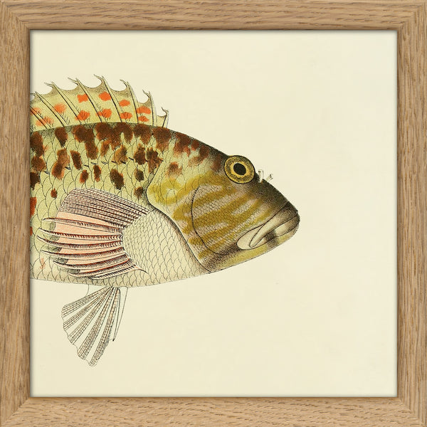 Hawkfish (Cirrhites Maculatus) Head. Mini Print