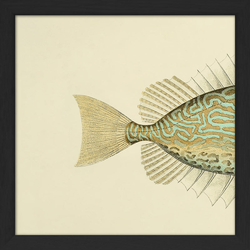 Gold Spot Rabbitfish (Teuthis Striolata) Tail. Mini Print