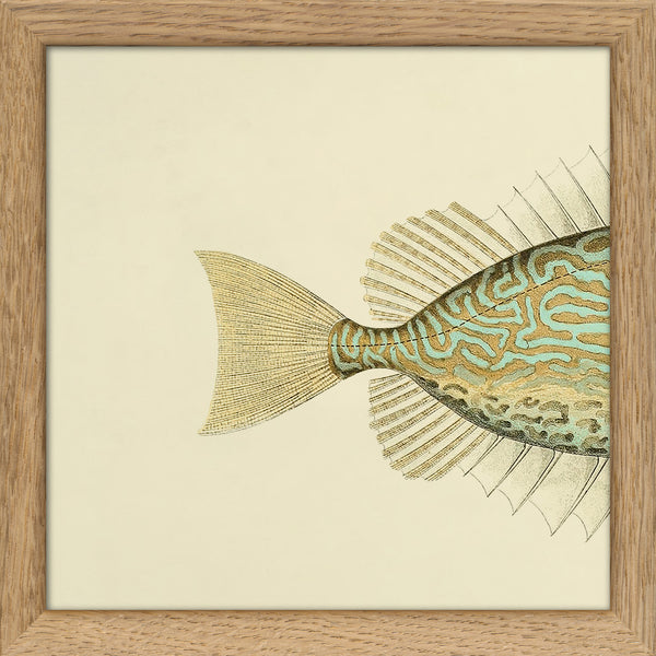 Gold Spot Rabbitfish (Teuthis Striolata) Tail. Mini Print