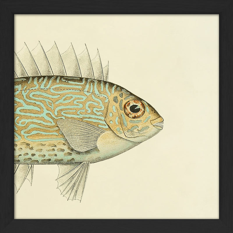 Gold Spot Rabbitfish (Teuthis Striolata) Head. Mini Print