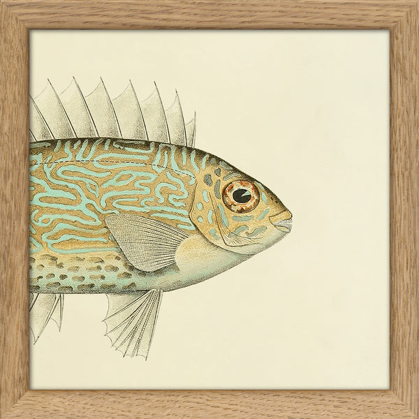 Gold Spot Rabbitfish (Teuthis Striolata) Head. Mini Print