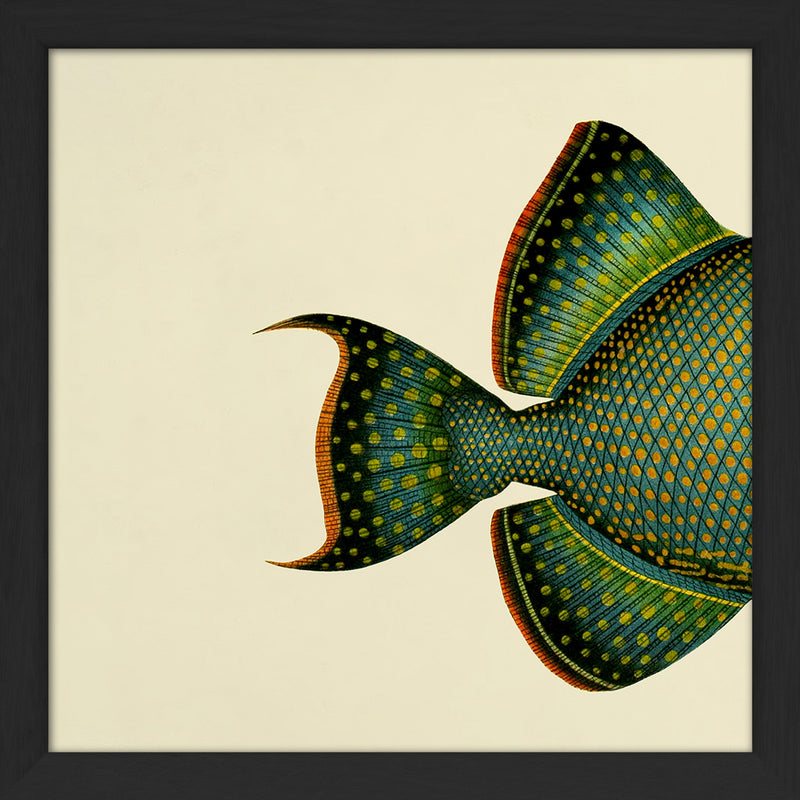 Blue Triggerfish (Balistes Fuscus) Tail. Mini Print