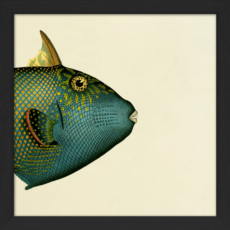 Blue Triggerfish (Balistes Fuscus) Head. Mini Print