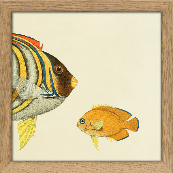 Yellow Striped Fish Head and Small Orange Fish. Mini Print