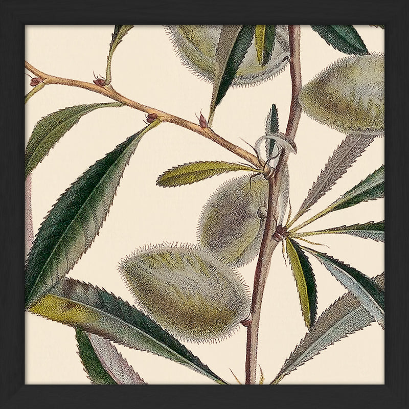 Almond Close Up. Mini Print