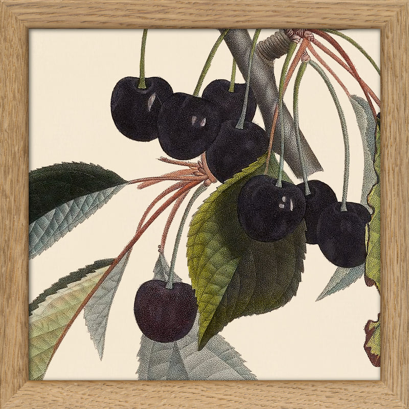 Black Cherries Close Up. Mini Print