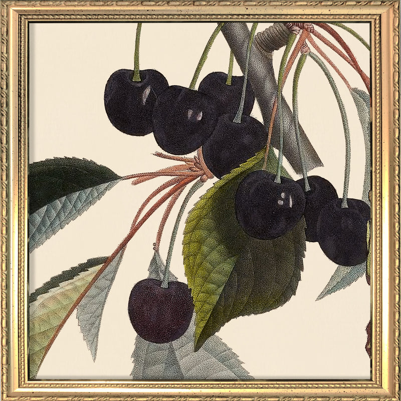 Black Cherries Close Up. Mini Print