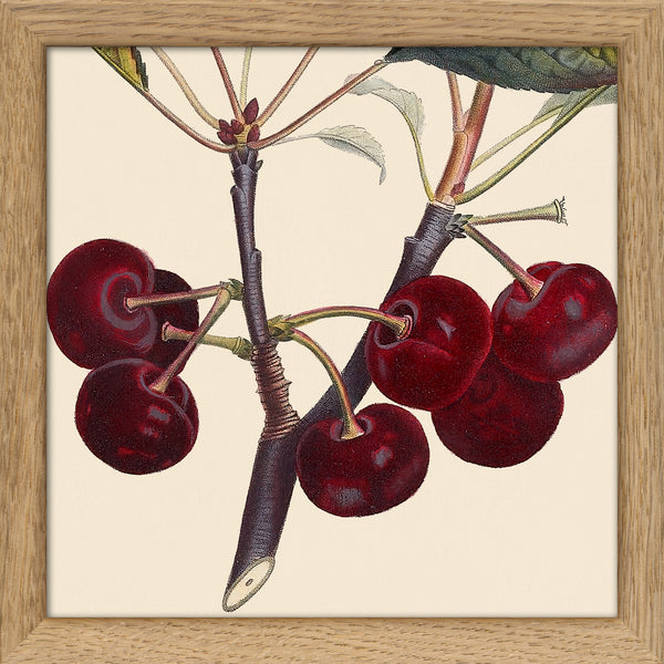 Red Cherries Close Up. Mini Print