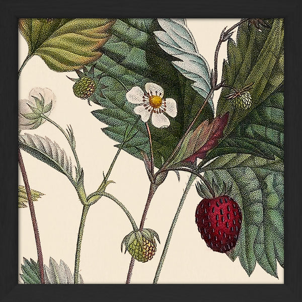 Strawberry Close Up. Mini Print
