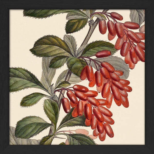 Epine Vinette Close Up. Mini Print