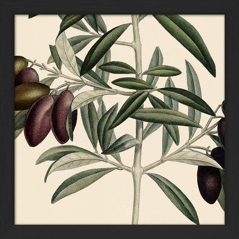 Olive Close Up. Mini Print