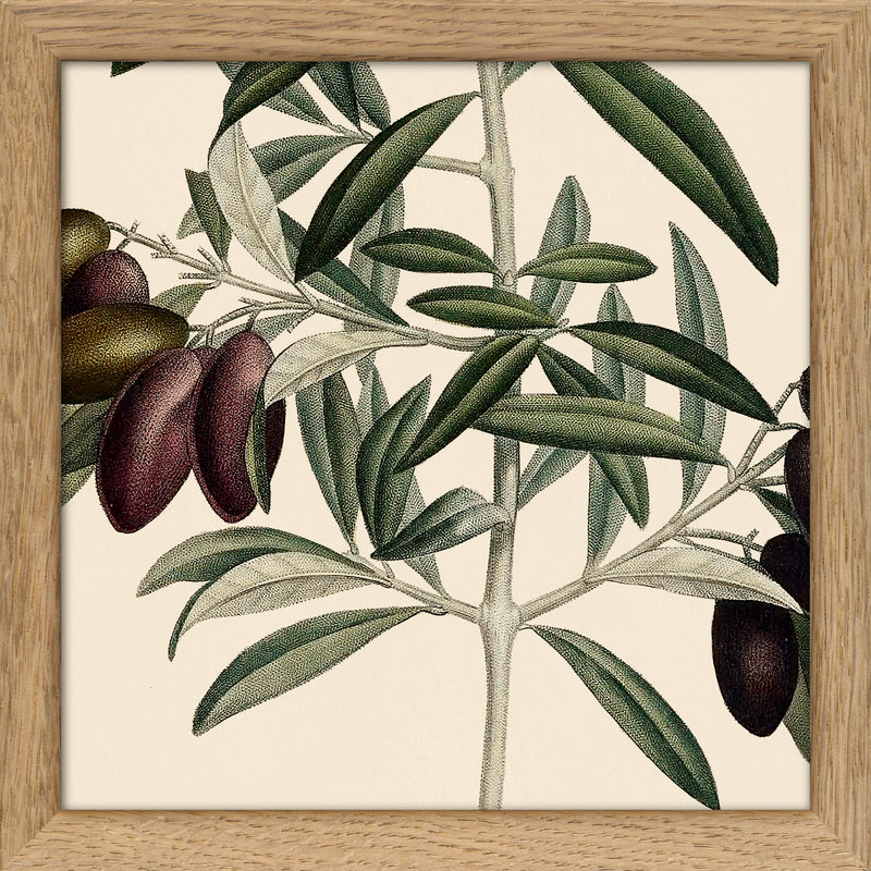 Olive Close Up. Mini Print