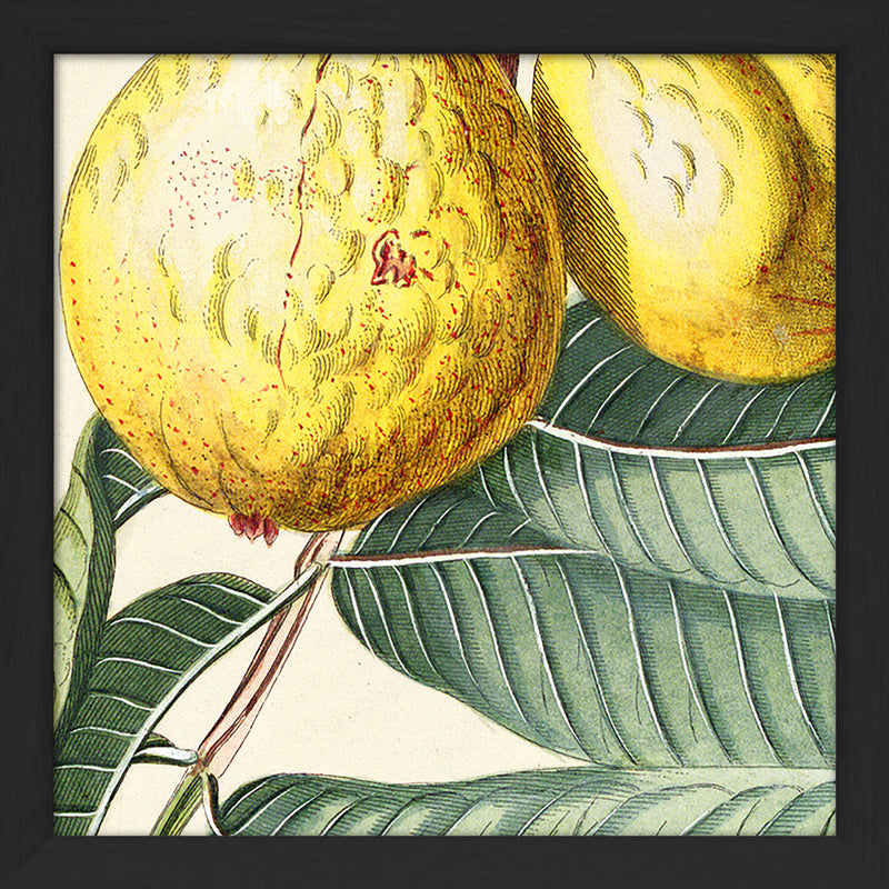 Guava Close Up. Mini Print