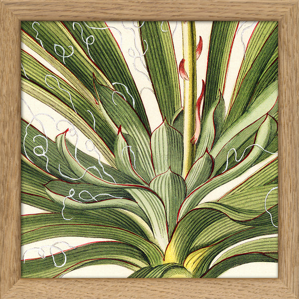 Yucca Close Up. Mini Print