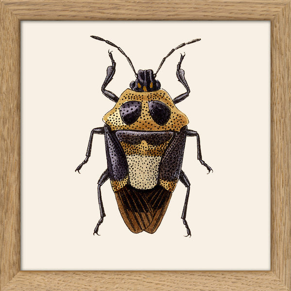 Beetle. Mini Print