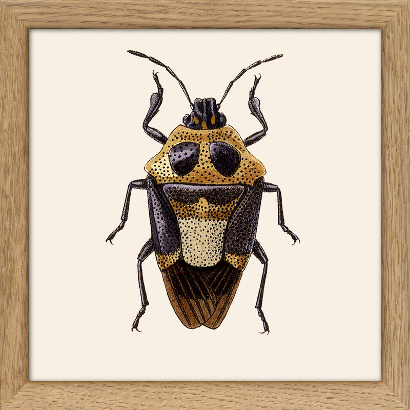 Beetle. Mini Print