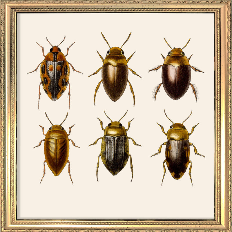 Six Beetles. Mini Print