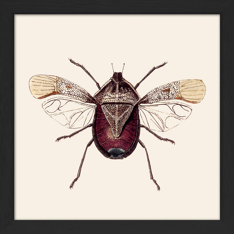 Dark Red Insect. Mini Print