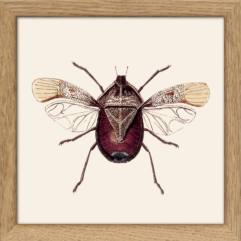 Dark Red Insect. Mini Print