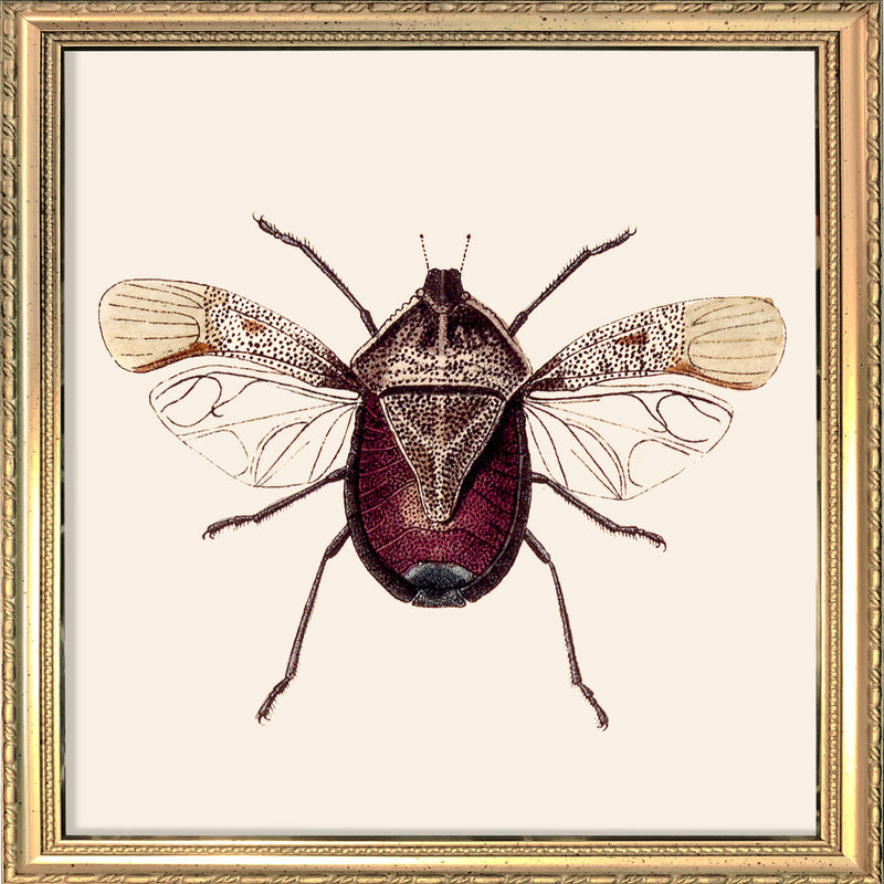 Dark Red Insect. Mini Print