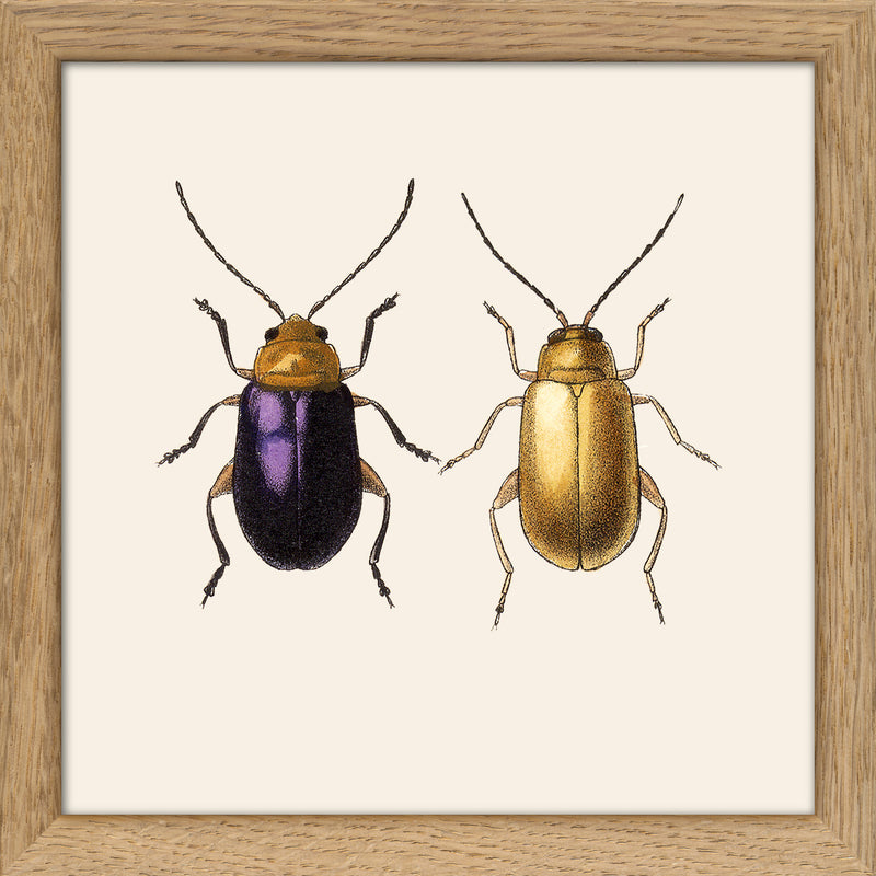 Purple and Gold Beetles. Mini Print