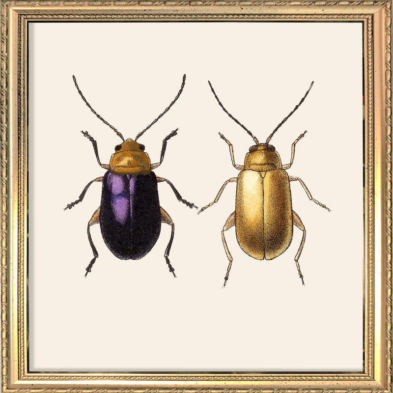 Purple and Gold Beetles. Mini Print