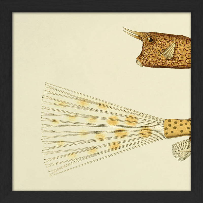 Longhorn Cowfish Head and Tail. Mini Print