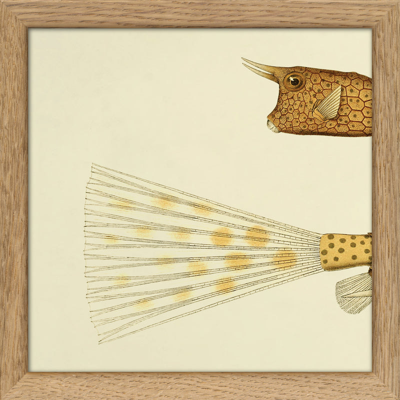 Longhorn Cowfish Head and Tail. Mini Print