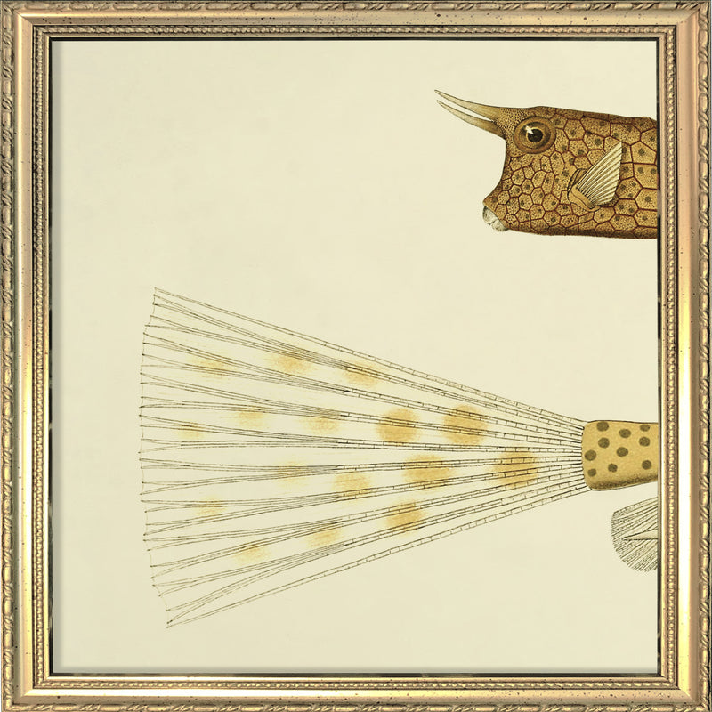 Longhorn Cowfish Head and Tail. Mini Print