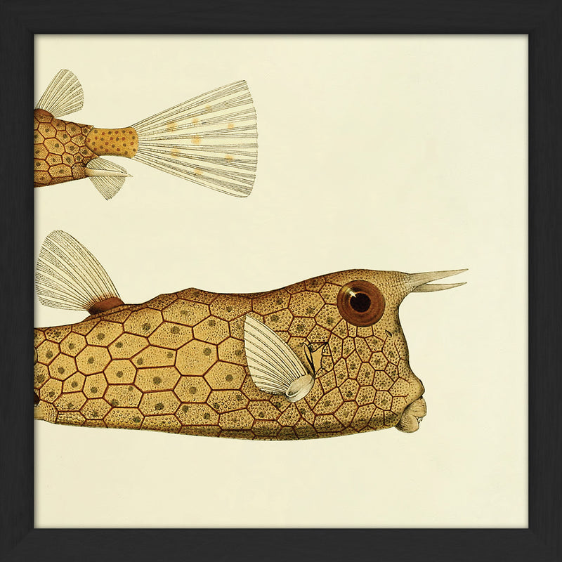 Longhorn Cowfish (Ostracion Cornutus) Tail and Head. Mini Print