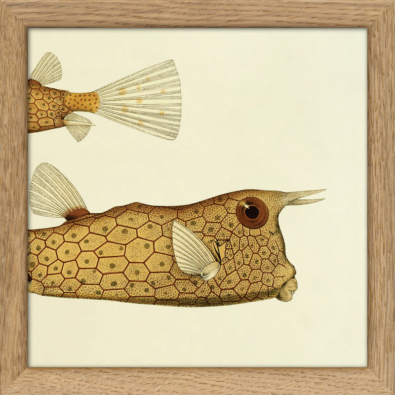 Longhorn Cowfish (Ostracion Cornutus) Tail and Head. Mini Print