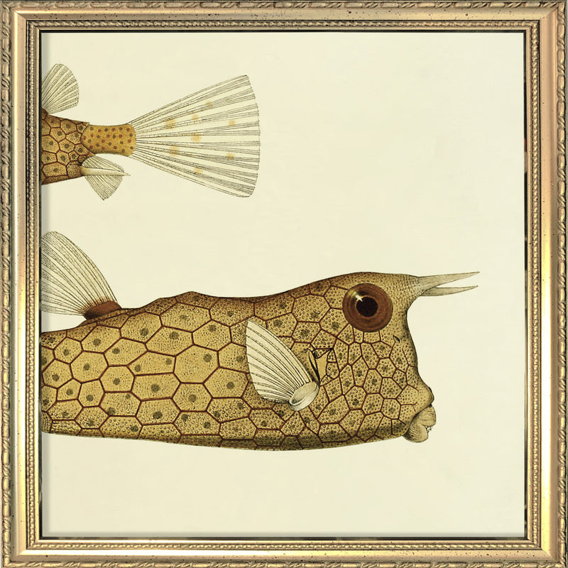 Longhorn Cowfish (Ostracion Cornutus) Tail and Head. Mini Print