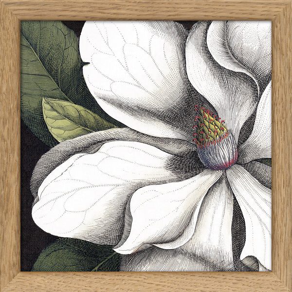 White Magnolia Close Up. Mini Print