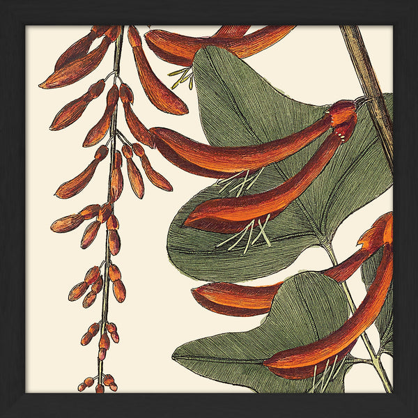 Red Corallodendrum Close Up. Mini Print