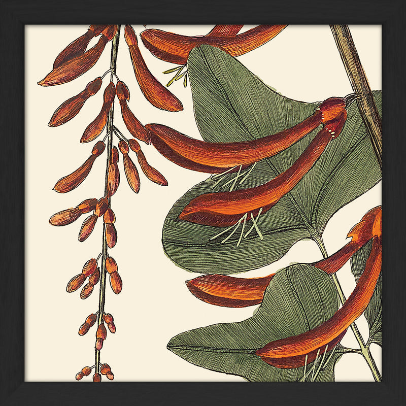 Red Corallodendrum Close Up. Mini Print