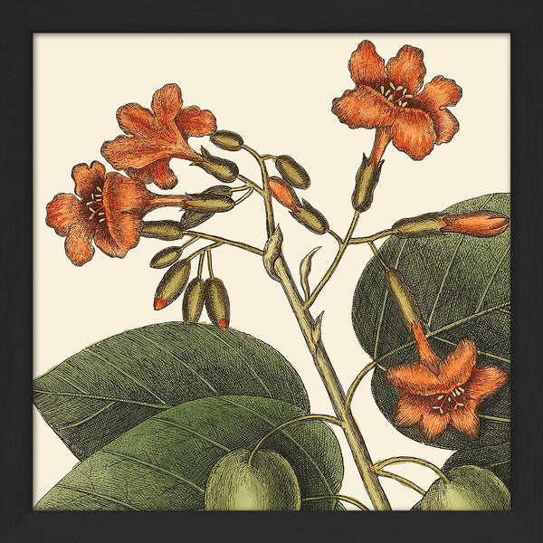 Orange Flower Close Up. Mini Print