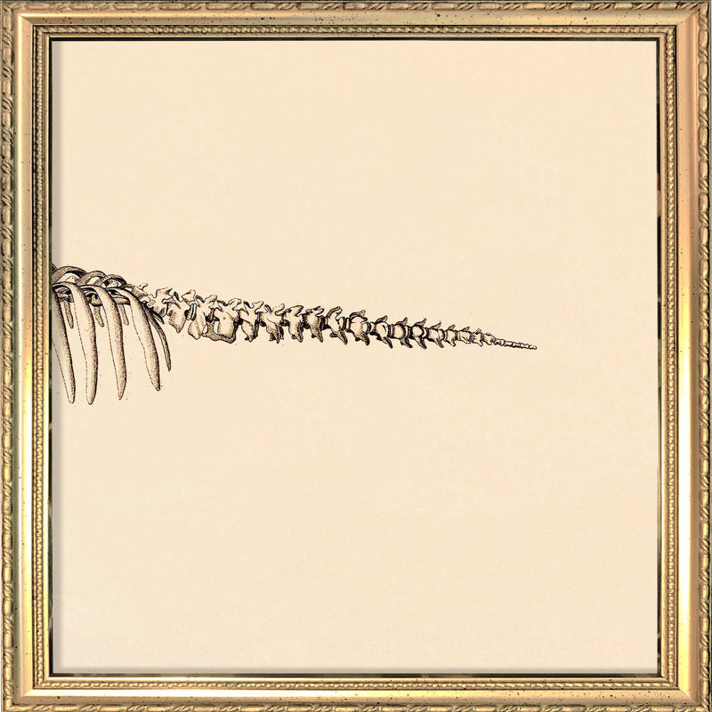 Seacow (Sirenia) Skeleton Rear. Mini Print