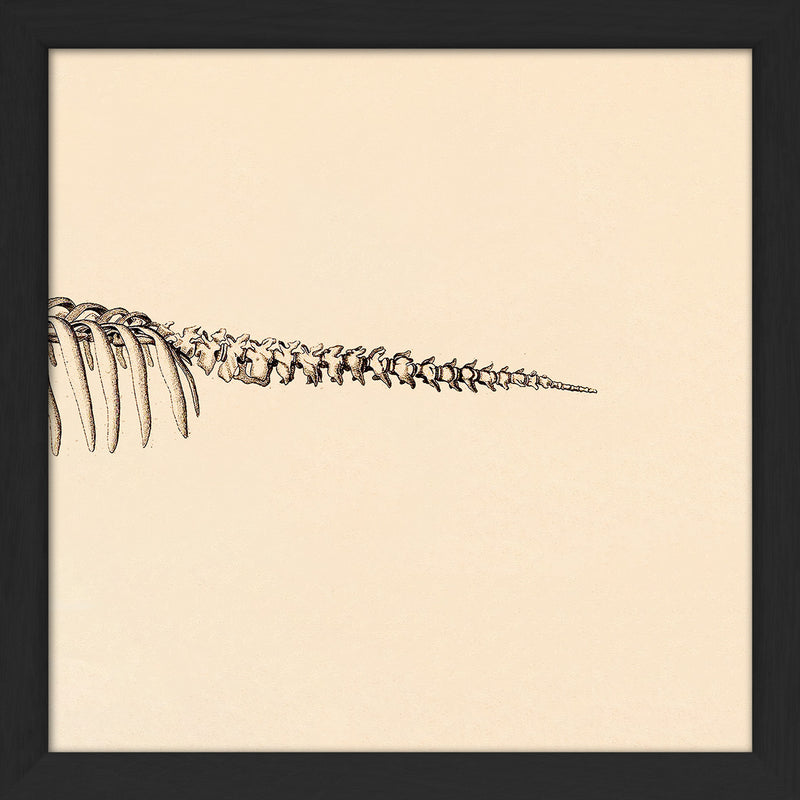 Seacow (Sirenia) Skeleton Rear. Mini Print