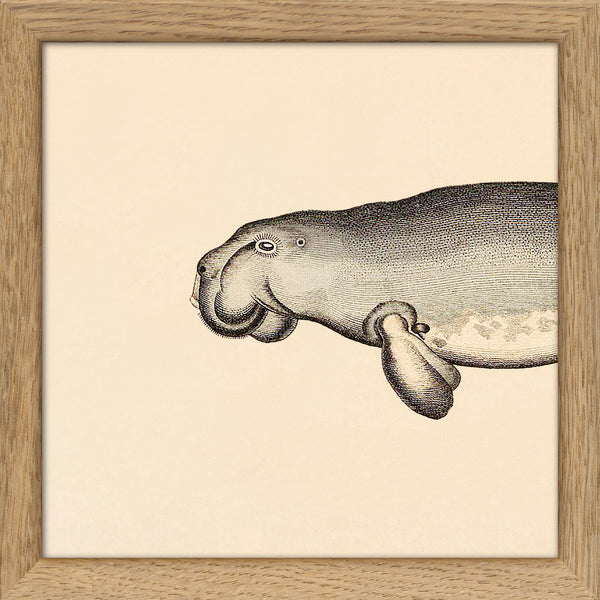 Seacow (Dugong) Head. Mini Print